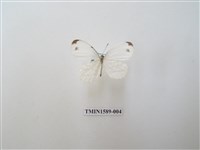 藏品(纖粉蝶)的圖片